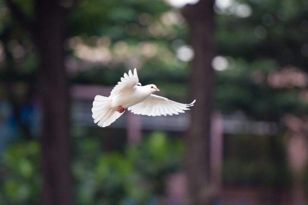 Dove Escaping